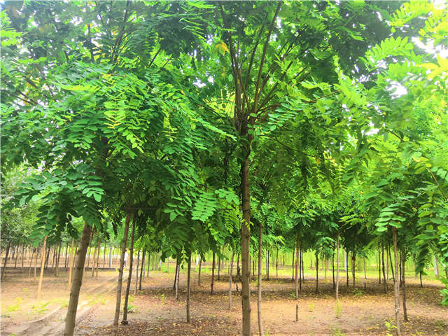 保定碩博園林香花槐種植基地實拍