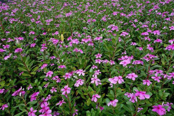 8月份播種10月份開(kāi)花的草花有哪些？