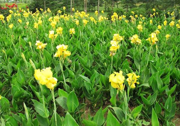 宿根花卉圖片