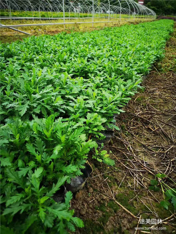 20~30公分的木春菊批發(fā)基地？