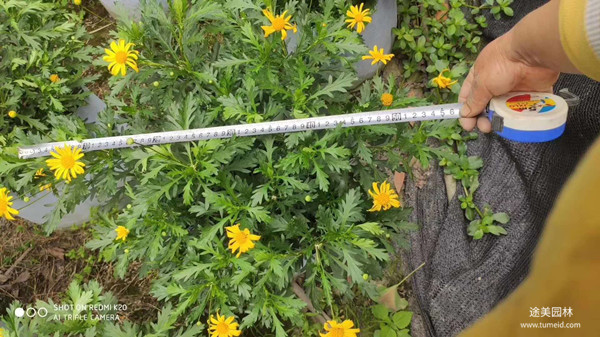 20~30公分的木春菊批發(fā)基地？