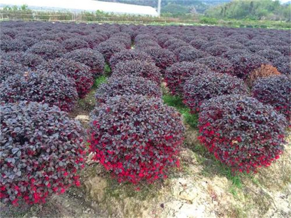 紅花繼木球基地實(shí)拍圖