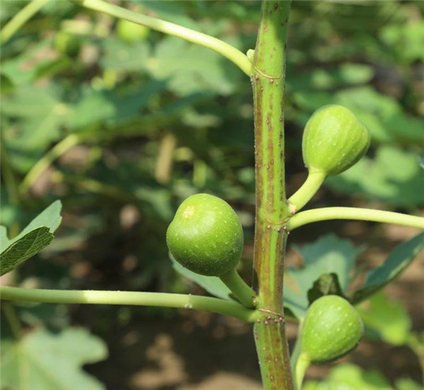 無(wú)花果樹(shù)