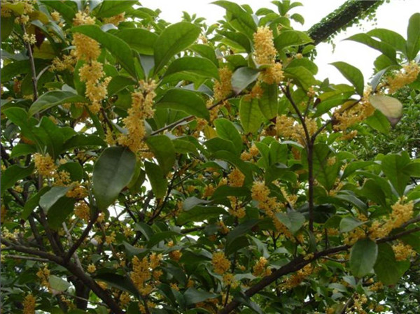 八月桂開(kāi)花圖片