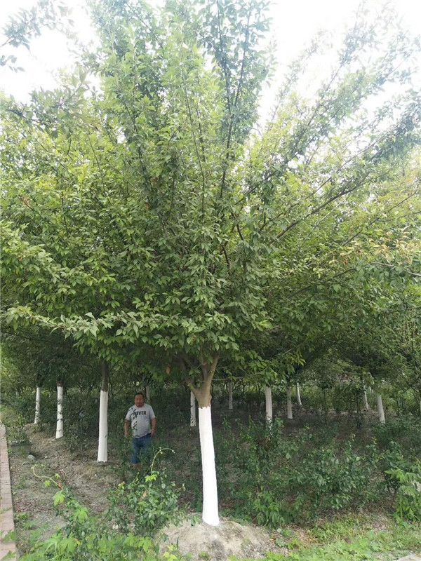 垂絲海棠開(kāi)花圖片