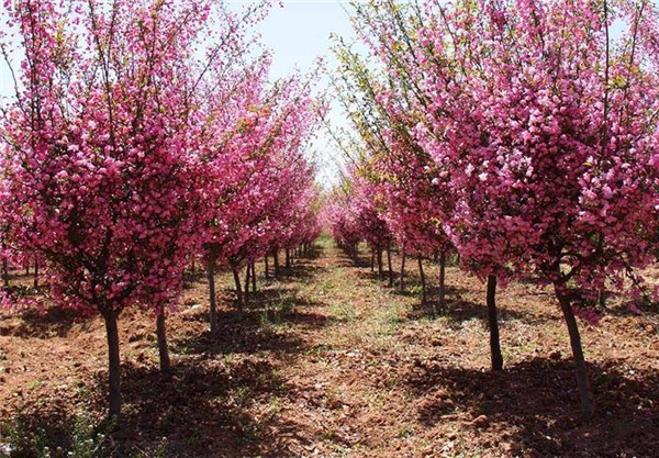 垂絲海棠開(kāi)花圖片