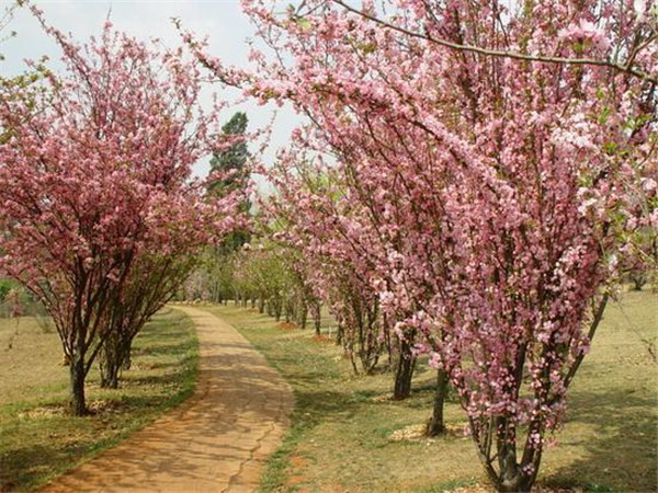 垂絲海棠開(kāi)花圖片