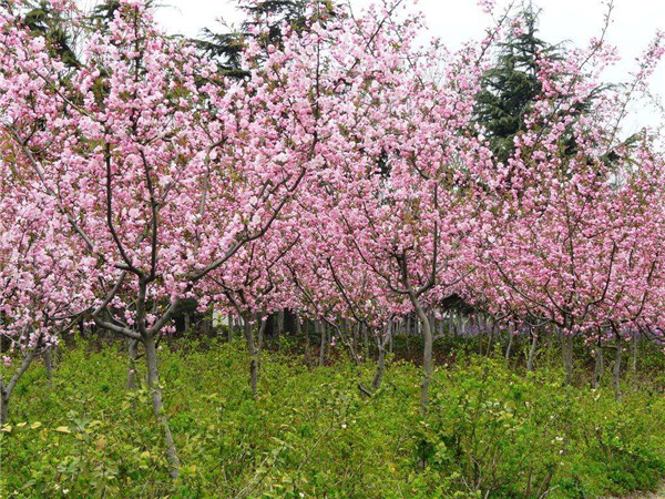 垂絲海棠開(kāi)花圖片