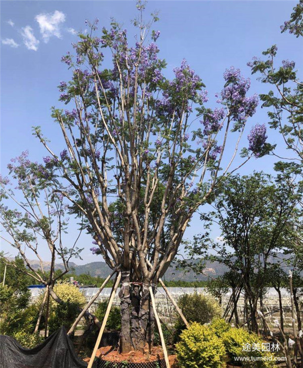 叢生藍花楹開花圖片