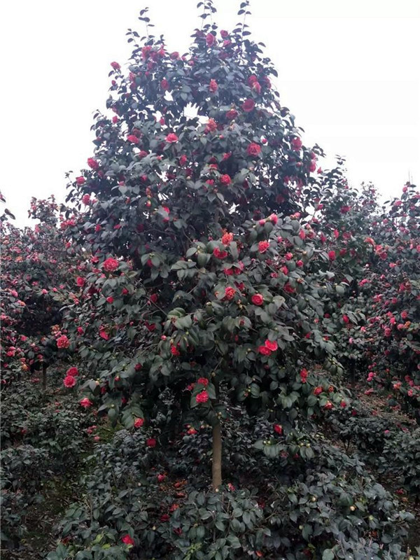 高桿茶花基地實拍圖