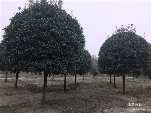 較有名的桂花樹基地，你一定不知道！