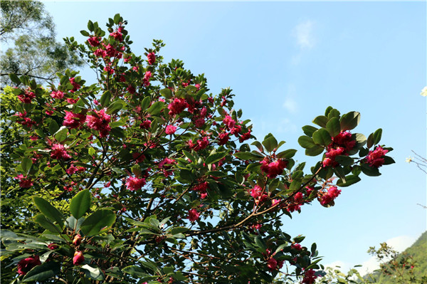 紅花荷花朵掛滿枝條