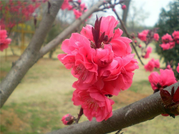 碧桃6月份可以種植嗎？