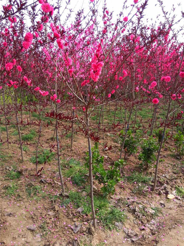 碧桃6月份可以種植嗎？