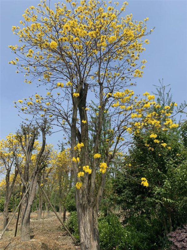 黃花風(fēng)鈴木圖片