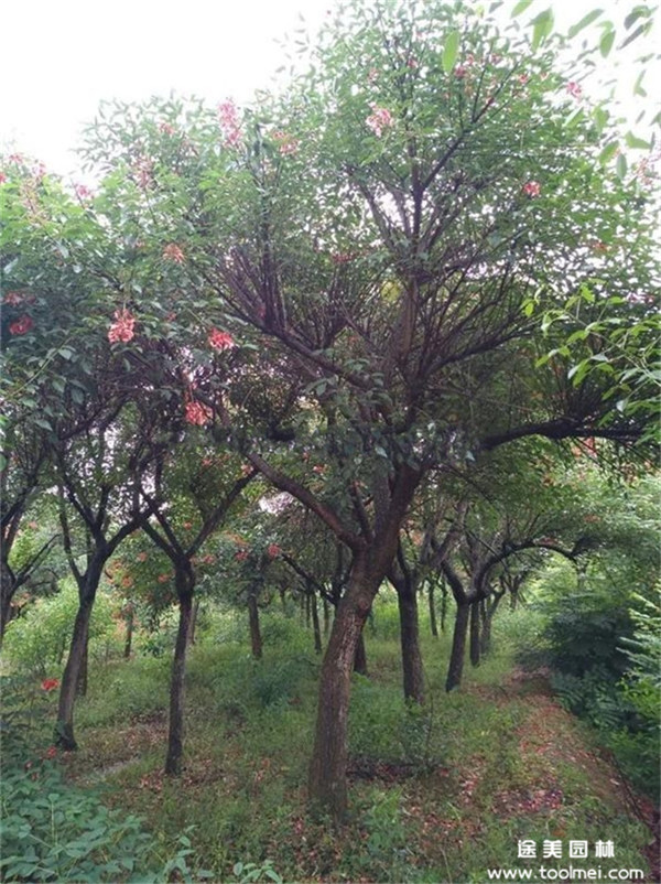 雞冠刺桐基地實(shí)拍圖