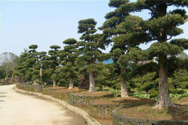 羅漢松基地實拍圖片