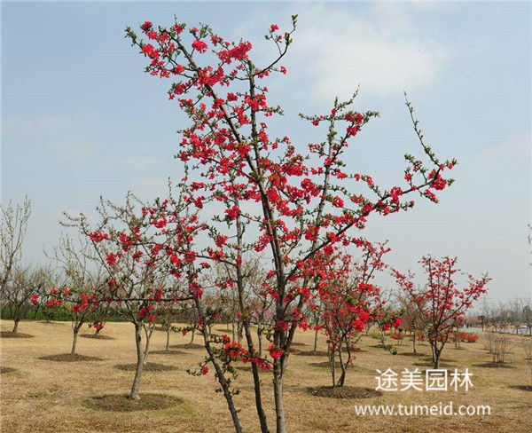 喬木，灌木、藤本、草本植物的區(qū)別