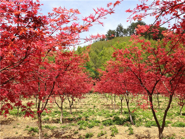 日本紅楓基地實(shí)拍圖