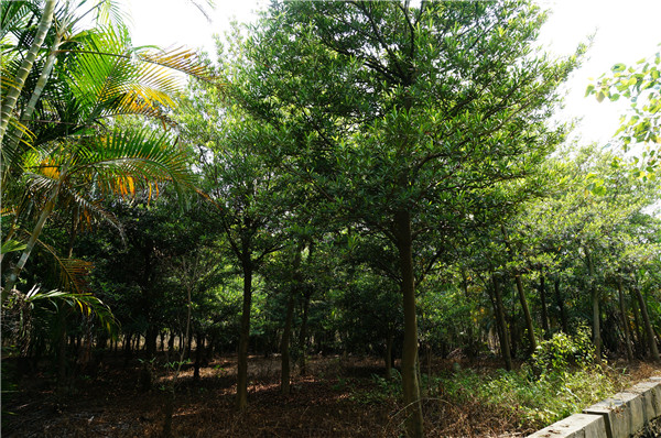 水石榕基地實拍圖片