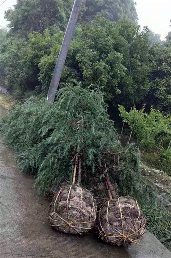 雪松適合秋季種植嗎？