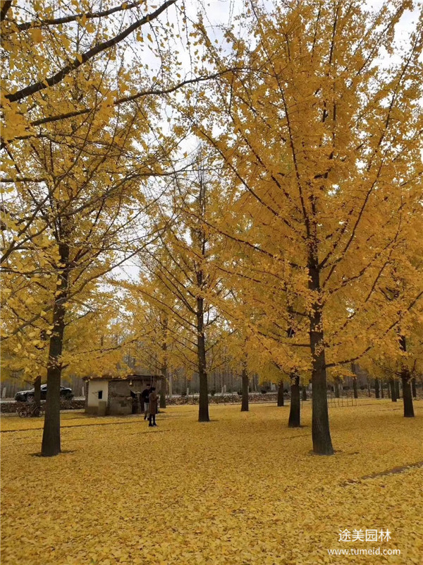 銀杏樹基地實(shí)拍圖