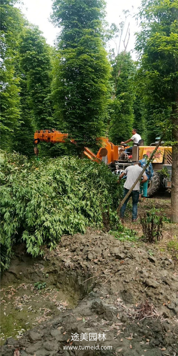 成都溫江楨楠基地大量批發(fā)中