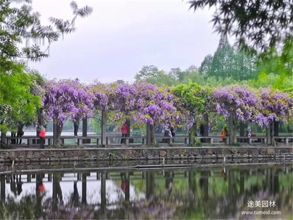 紫藤樹圖片